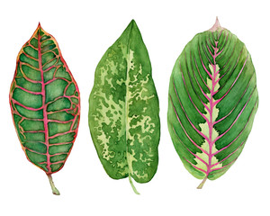 Set leaves of tropical plants (Croton variegatum, Maranta, Dieffenbachia). Watercolor hand drawn painting illustration, isolated on a white background. © arxichtu4ki
