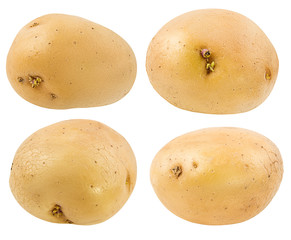 Fresh potato isolated on white background  with clipping path