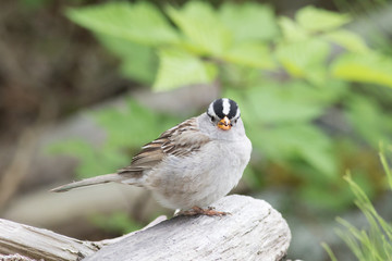 sparrow on a branch