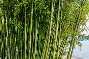 Fototapeta na wymiar Bamboo Trees in Tropical Rainforest