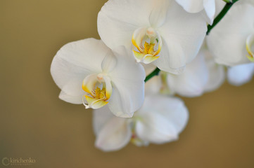 Obraz premium Biała orchidea na czarnym tle
