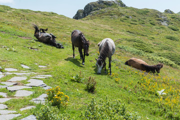 Mountain horses to Eho hut. The horses serve to transport supplies from and to the hut.