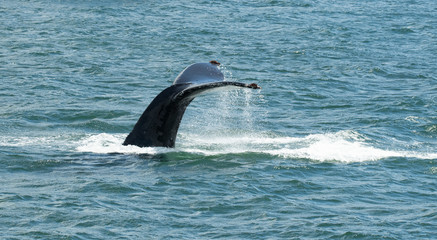 Obraz premium Alaska Photos