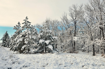 Winter snow-covered forest.