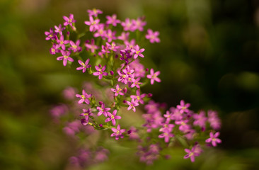 pink flowers in the garden