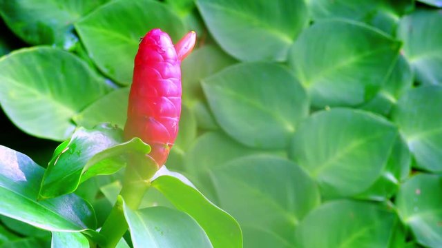 Close-up of gorgeous pink flower head of Zingiber Zerumbet or Shampoo Ginger against accurate green foliage on background. Concept of magical vegetation in tropical garden. Camera stays still.
