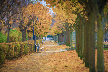 Fototapeta na wymiar Herbst an der Promenade
