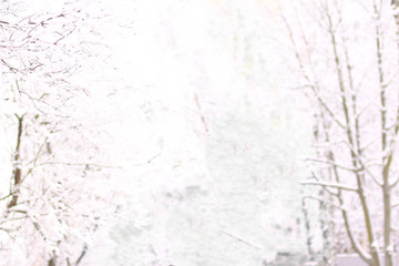 close up.City winter landscape. The hoar-frost trees