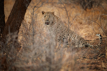 African Leopard, Panthera pardus, big  male in typical environment of dry savanna, looking at camera. Low angle photo. Wild animal action scene.  Wildlife photography in Okonjima, Namibia.