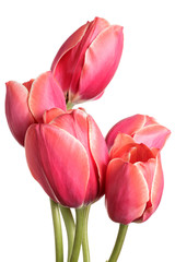 Garden Flower bouquet. Tulips isolated on a white background
