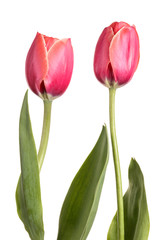Two pink spring flowers. Tulips isolated on white background