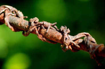 Rusty barbed wire in the garden