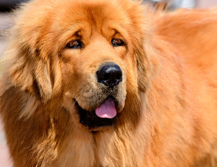 Obraz premium Tibetan Mastiff portrait. The Tibetan Mastiff is in the park on the green grass.