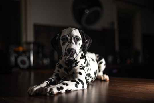 Canine in kitchen