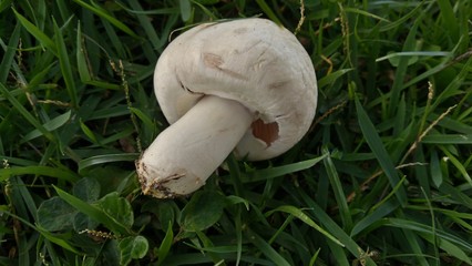 Mushroom in the grass