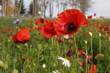 maki ,dzikie maki ,maki na polu ,kwiaty polne © LBanacki