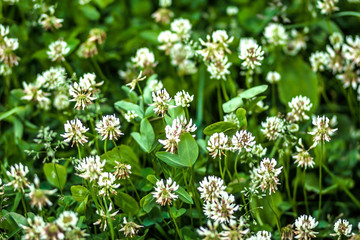 white clover on green lawn in summer 