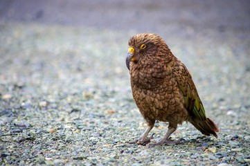 Kea