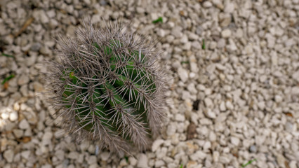 top of a cactus standing in a garden