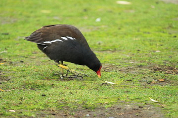 Wasserhuhn auf dem Gras