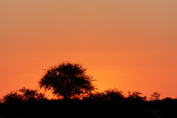 Orange glowing sunset over hot african savannah with trees and bushes as silhouette, Namibia, Africa