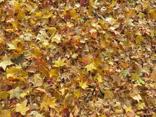 Fallen leaves of the tree in autumn of nice color