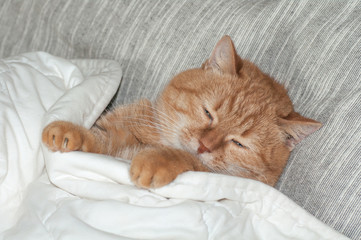 red cat sleeping under a blanket in bed in the morning