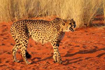 Fototapeta na wymiar Cheetah - Namibia
