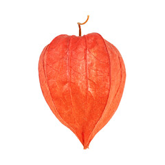 physalis isolated on white