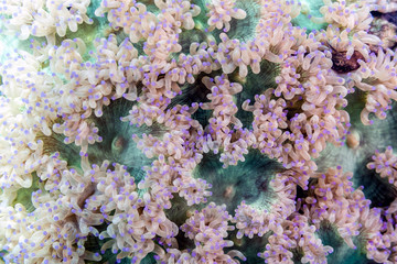 Naklejka na ściany i meble Corallimorpharia is an order of marine cnidarian