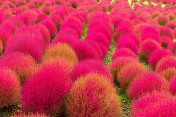 Kochia in autumn season