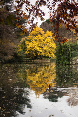 &Aacute;rbol reflejado en el lago