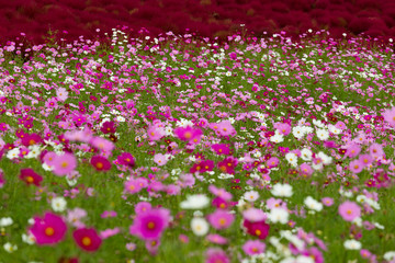 Obraz premium Cosmos flower field garden