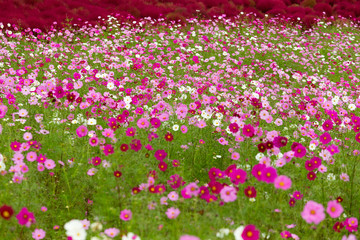 Cosmos flower field garden