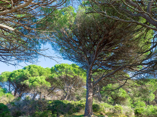 Fototapeta premium Pinus pinea - Le Pin parasol, une variété de conifère dans le bassin méditerranéen.