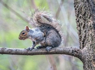 Naklejka na ściany i meble Central eastern gray squirrel Park, New York City in spring