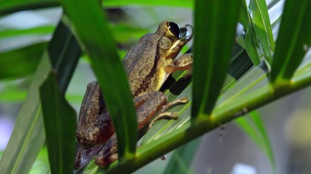 Close-up of Java Whipping Frog (Polypedates leucomystax) sitting on leaf of exotic plant illuminated by sunlight and eating moving gecko tail. Concept of carnivorous amphibian feeding. Still camera.
