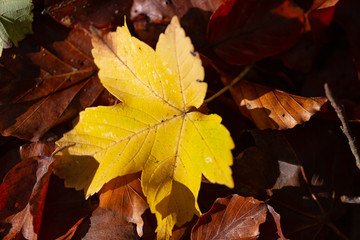 autumn leaf 2