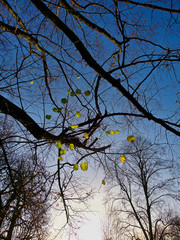 Illuminated leaves on a tree in Kensington Gardens, London, UK