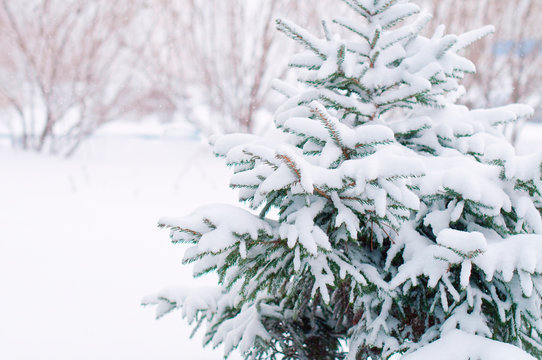 Winter forest, Christmas tree in the snow, spruce against the backdrop of the forest, nature. Winter concept