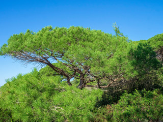 Pinus pinea - Le Pin parasol, une variété de conifère dans le bassin méditerranéen.