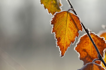 An autumn leaf in the frosty morning. Leaf with early morning frost. The autumn morning.
