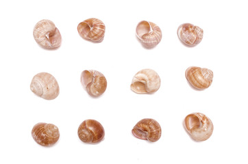 Snail shells collection isolated on the white background. Top view.