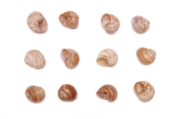 Snail shells collection isolated on the white background. Top view.