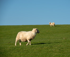 Fototapeta na wymiar Sheep side on in field