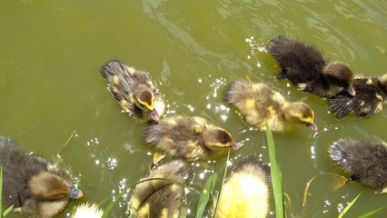 Ducklings of the muscovy duck swimming