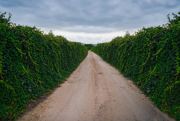 Rural road go away with green trees
