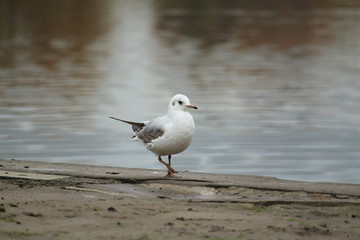 Möwe am Rand des Sees