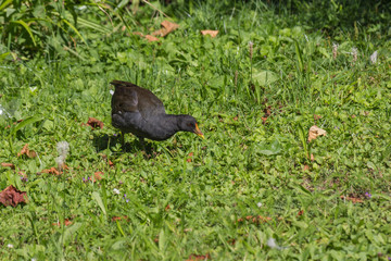 Teichhuhn auf Wiese