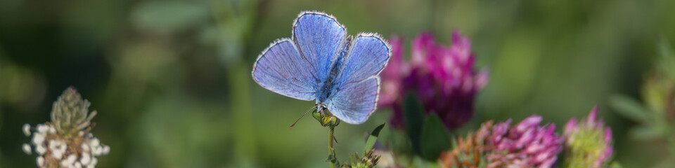 Heimische Schmetterlinge